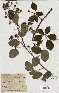 spécimen de Rubus bifrons