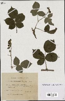 spécimen de Rubus caesius x ulmifolius