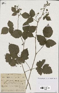 spécimen de Rubus caesius x ulmifolius