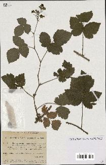 spécimen de Rubus caesius x ulmifolius