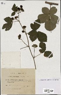 spécimen de Rubus caesius x ulmifolius