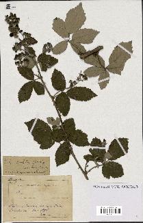 spécimen de Rubus ulmifolius