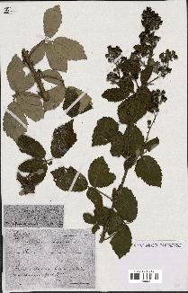 spécimen de Rubus ulmifolius