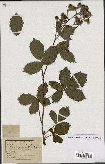 spécimen de Rubus thyrsoideus