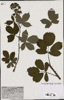 spécimen de Rubus thyrsoideus