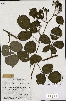 spécimen de Rubus vulnerificus