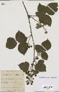 spécimen de Rubus ulmifolius x caesius