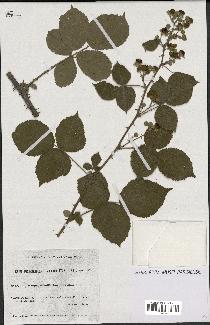 spécimen de Rubus ulmifolius x caesius