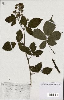 spécimen de Rubus candicans