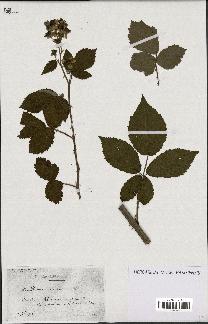 spécimen de Rubus candicans