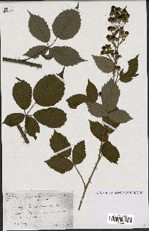 spécimen de Rubus candicans