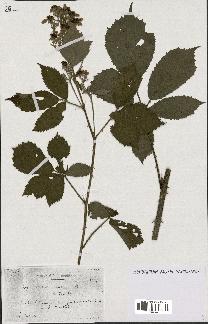 spécimen de Rubus candicans