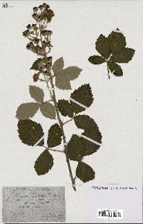 spécimen de Rubus linkianus