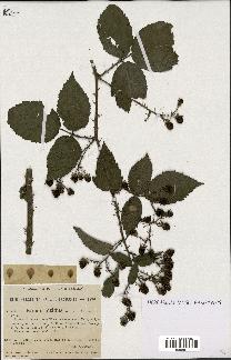 spécimen de Rubus nitidus