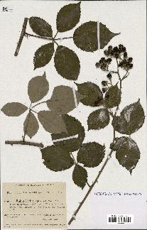 spécimen de Rubus hedycarpus