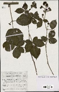 spécimen de Rubus hedycarpus