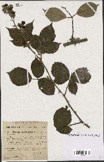 spécimen de Rubus hedycarpus