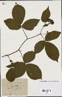 spécimen de Rubus flaccidifolius