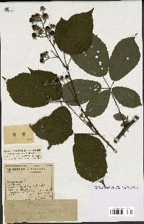 spécimen de Rubus rigidulus