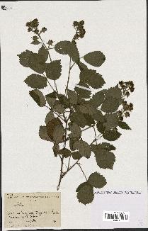 spécimen de Rubus sp.