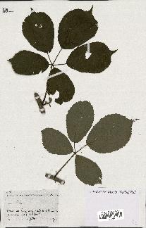 spécimen de Rubus sp.