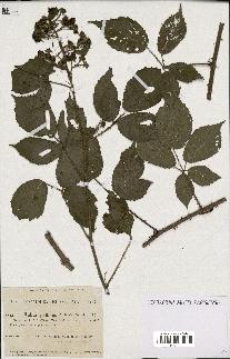 spécimen de Rubus pallidus