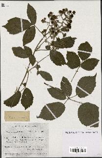 spécimen de Rubus pallidus