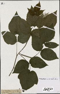 spécimen de Rubus idaeus