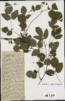 spécimen de Rubus caesius