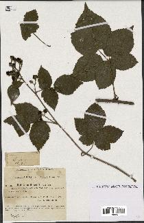 spécimen de Rubus milliformis