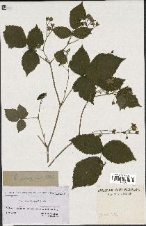 spécimen de Rubus caesius