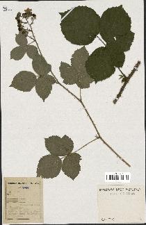 spécimen de Rubus sp.
