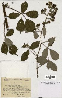 spécimen de Rubus thyrsiflorus