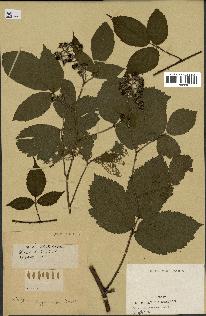 spécimen de Rubus stellatiflorus