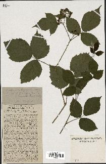 spécimen de Rubus serpens