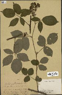 spécimen de Rubus pallidicaulis