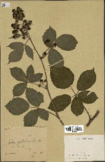 spécimen de Rubus pallidicaulis