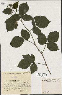 spécimen de Rubus rivularis