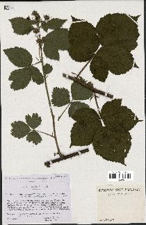 spécimen de Rubus rivularis