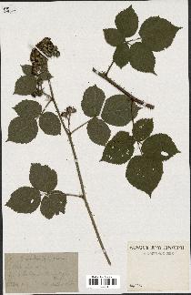 spécimen de Rubus rivularis