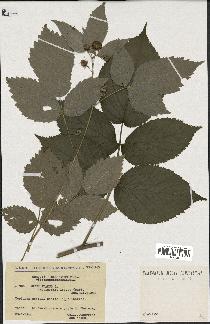 spécimen de Rubus idaeus