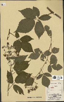 spécimen de Rubus sp.
