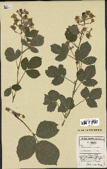 spécimen de Rubus sp.