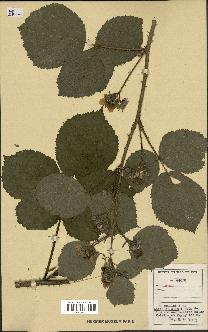 spécimen de Rubus sp.