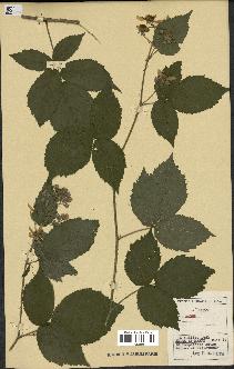 spécimen de Rubus sp.