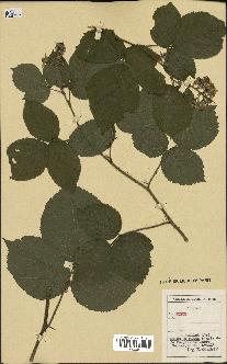 spécimen de Rubus sp.
