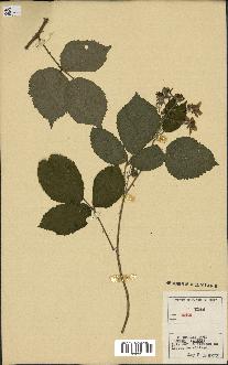 spécimen de Rubus sp.