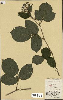 spécimen de Rubus sp.