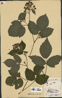 spécimen de Rubus sp.