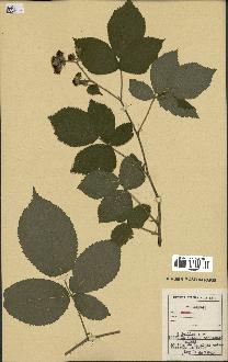 spécimen de Rubus sp.